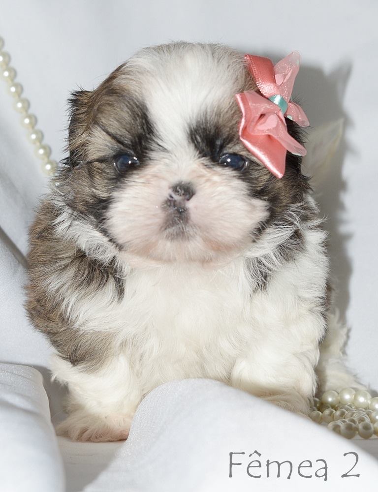 comprar shih tzu rj